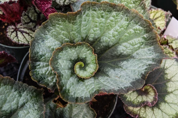 Foglia spirale begonis pianta che mostra le foglie — Foto Stock