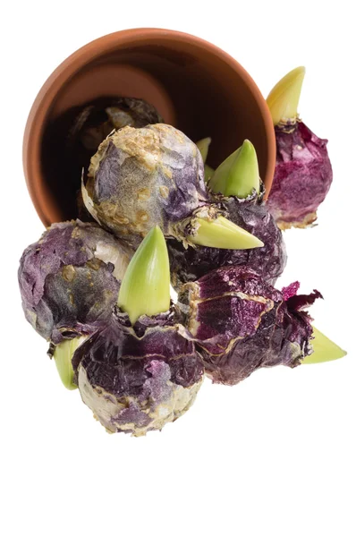 Hyacinth bulbs spilling from a pot — Stock Photo, Image