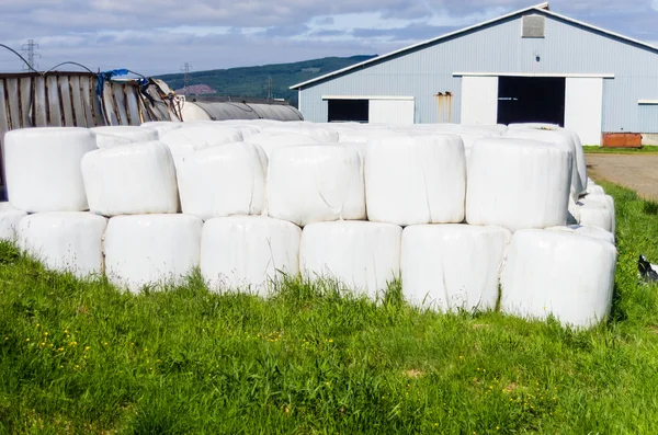 White plastic bales of hay Stock Image