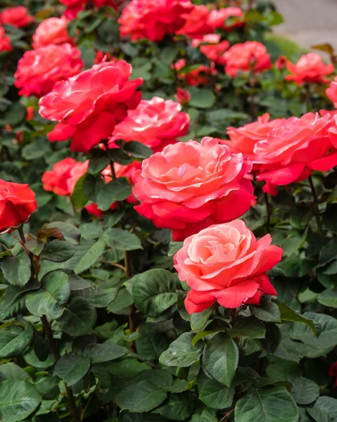 Rose blossom in a large garden — Stock Photo, Image