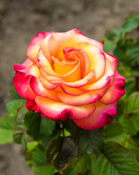 Flor de rosa em um grande jardim — Fotografia de Stock