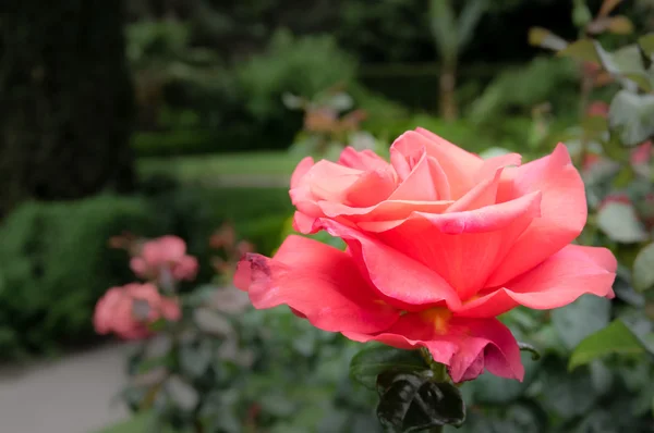 在一个大花园里玫瑰盛开 — 图库照片