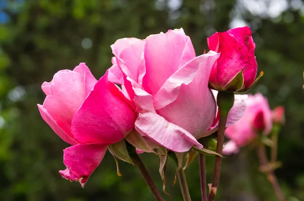 Rose blossom in a large garden — Stock Photo, Image