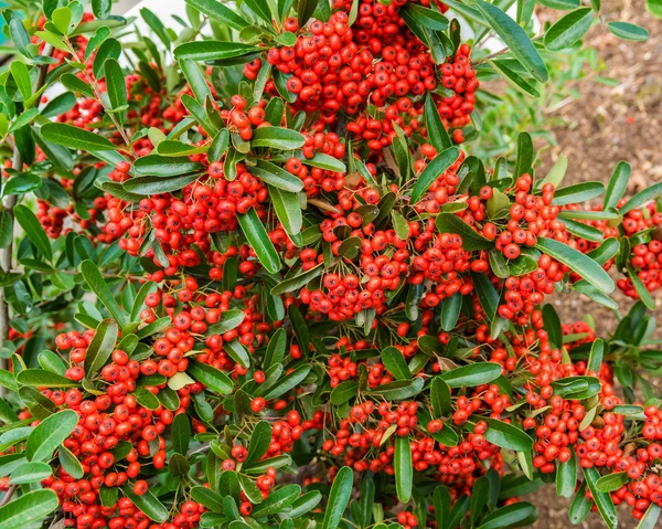 Red Pyracantha berries on the bush — Stock Photo, Image