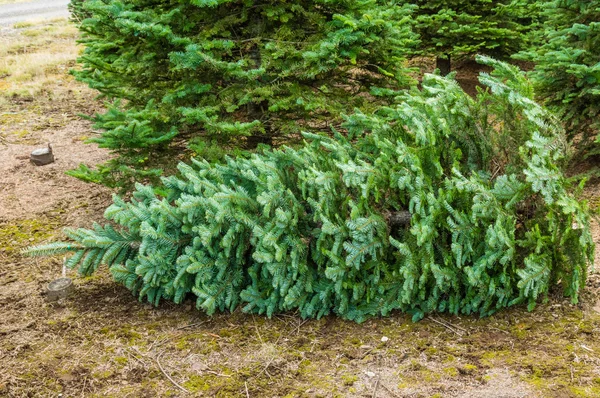 Un arbre sempervirent coupé dans une pépinière — Photo