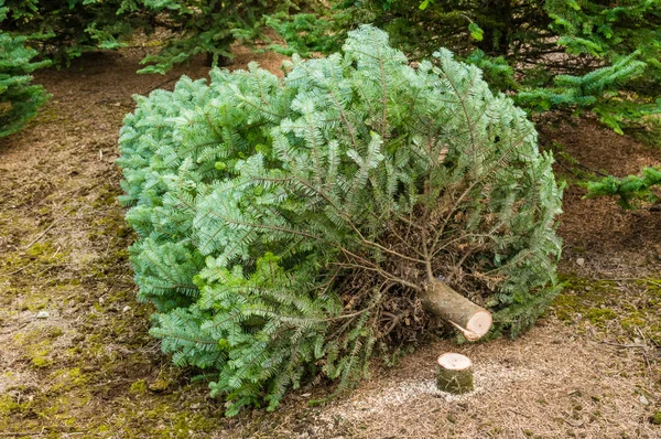 Κόψτε το χριστουγεννιάτικο δέντρο σε έναν βρεφικό σταθμό — Φωτογραφία Αρχείου