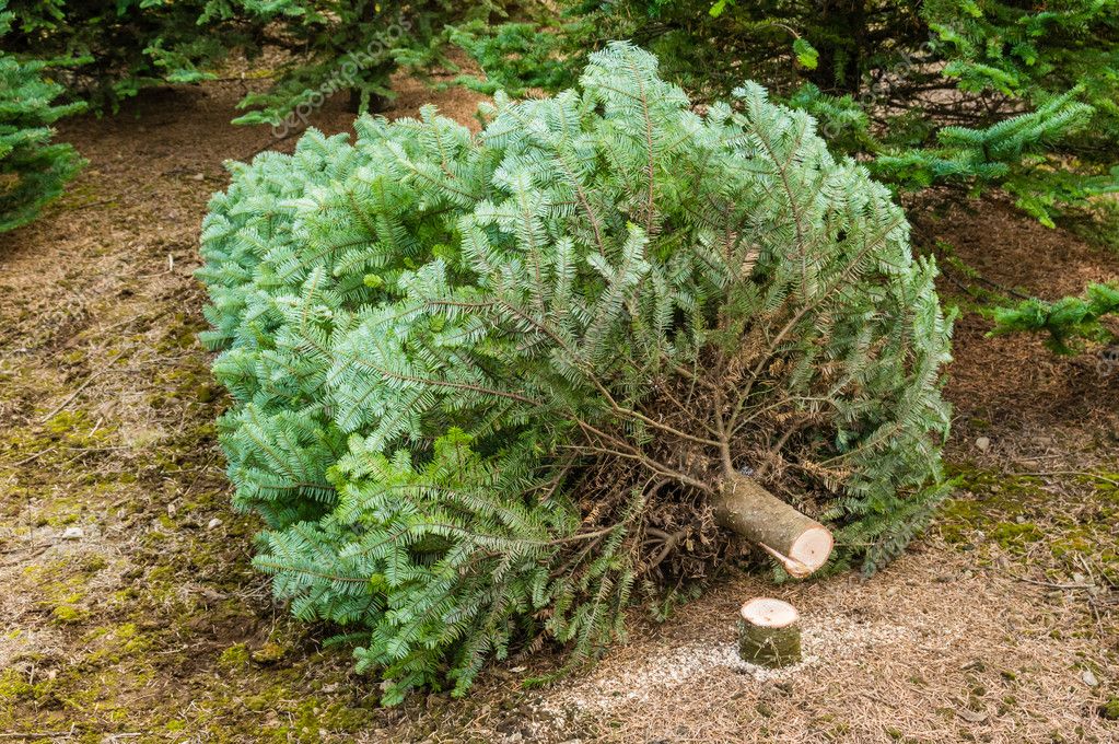 christmas tree nursery stock thenurseries christmas tree nursery stock thenurseries