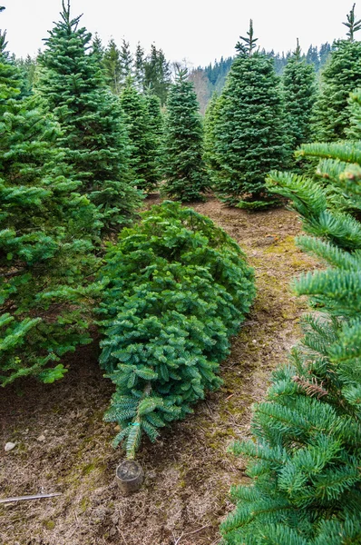 Cut Christmas tree in a nursery
