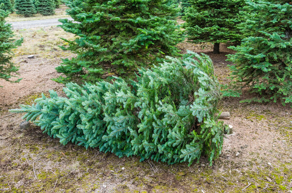 Cut Christmas tree in a nursery