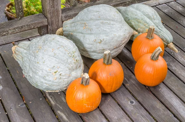 Citrouilles et courges hubbard bleues — Photo