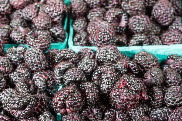 Fresh black raspberries in boxes — Stock Photo, Image