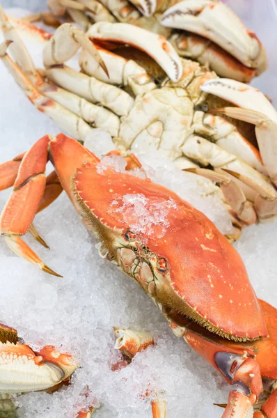 Buz üstünde taze dungeness Yengeç — Stok fotoğraf