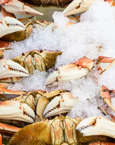 Čerstvé dungeness krabí na ledě — Stock fotografie