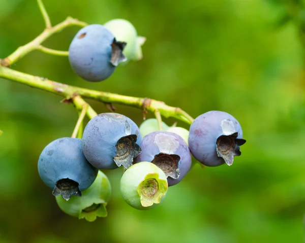 Blueberries ripening on the bush — Stock Photo, Image