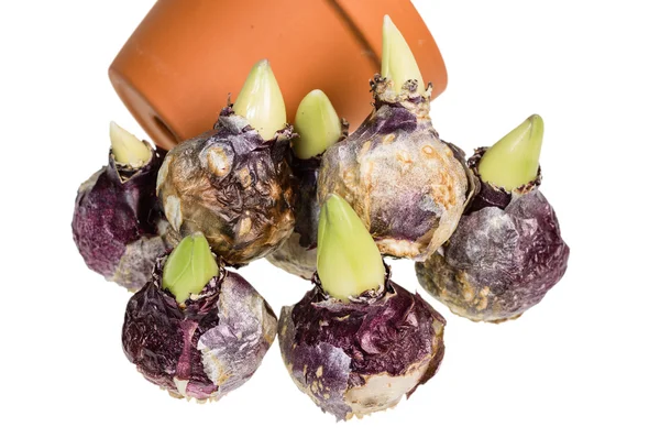 Hyacinth bulbs with pots to plant — Stock Photo, Image