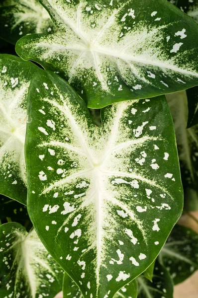 Coloridas hojas de Caladio en la planta — Foto de Stock