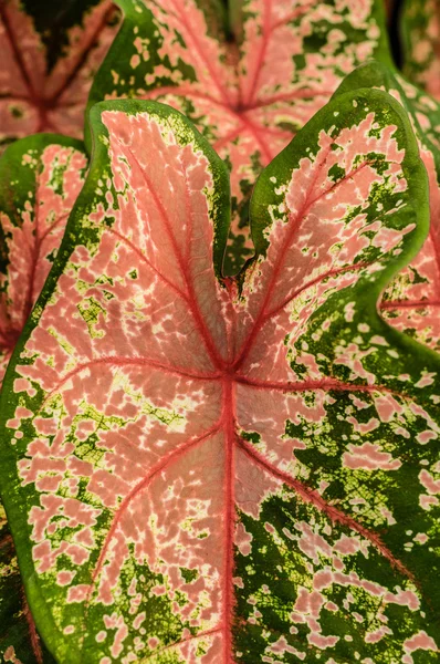 Kleurrijke caladium bladeren op de plant — Stockfoto