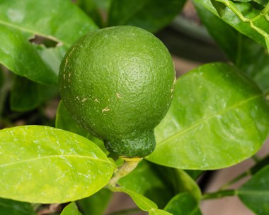 Yeşil limon ağacı üzerinde