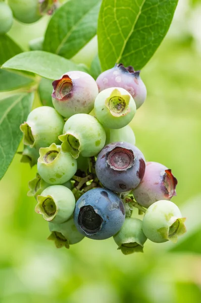 Blueberries ripening on the bush — Stock Photo, Image