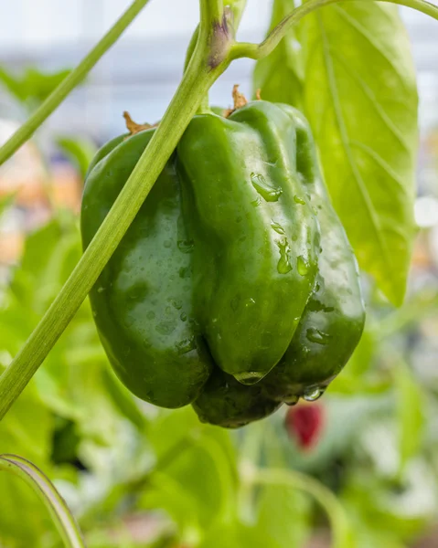 Green pepper on the plant ready to harvest Stock Photo