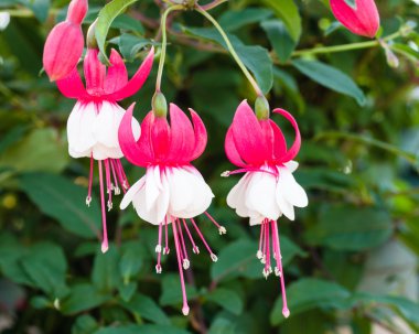 Pink and white fushia flowers in bloom clipart
