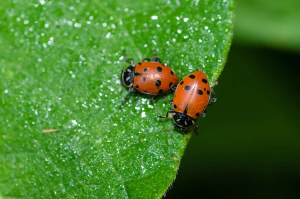 Coccinelle rouge se nourrissant d'une feuille — Photo