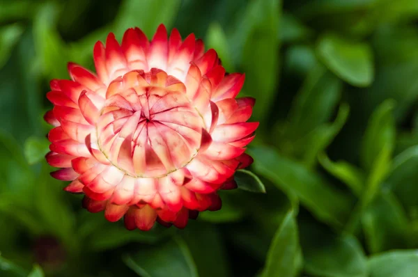 Fiore di paglia rossa in fiore — Foto Stock