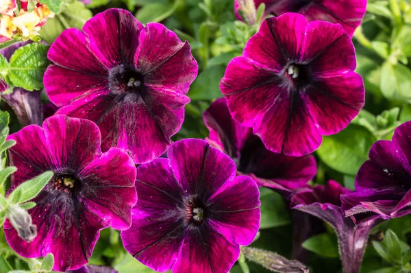 Purple petunia flowers with stripes — Stock Photo, Image