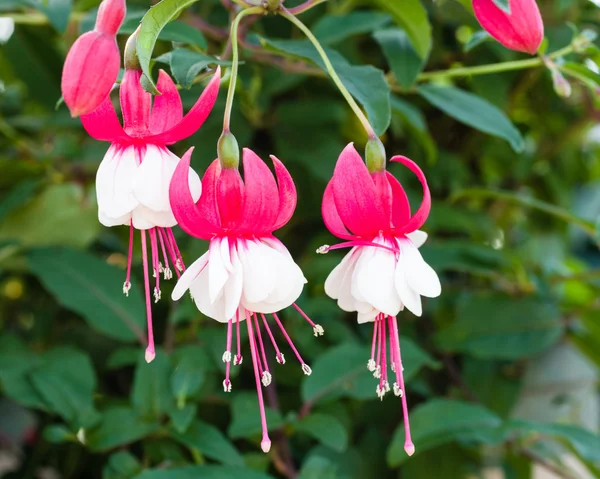 Pink and white fushia flowers in bloom — Stock Photo, Image