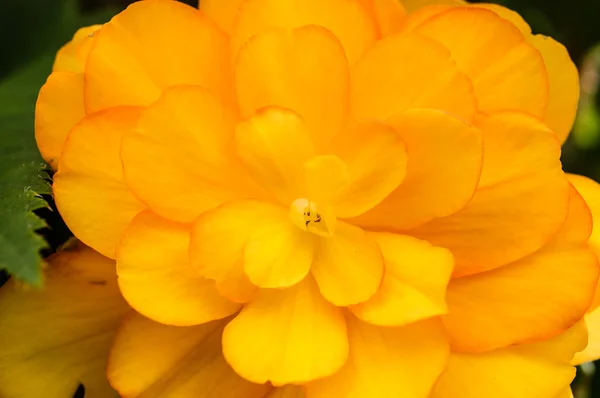 Sárga begónia virág virágzik — Stock Fotó