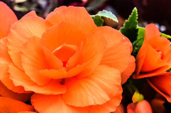 Orange begonia flower in bloom — Stock Photo, Image