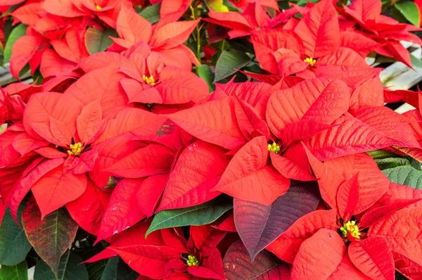 Plantas de Poinsettia en flor como decoraciones navideñas —  Fotos de Stock