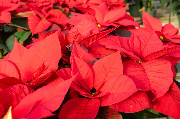 Poinsettia plants in bloom as Christmas decorations — Stock Photo, Image