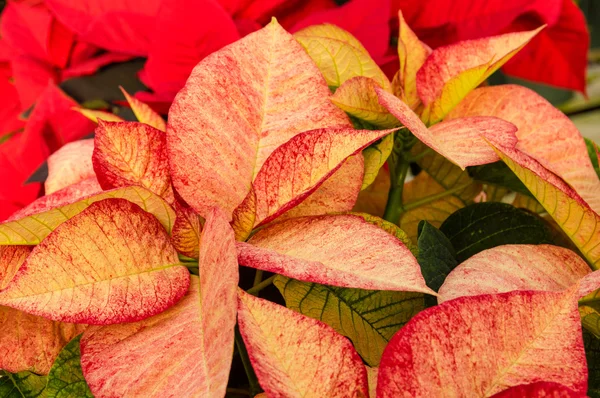 Poinsettia φυτά στην άνθιση ως διακοσμήσεις Χριστουγέννων — Φωτογραφία Αρχείου