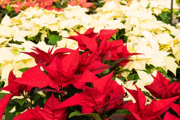 Poinsettia plantas em flor como decorações de Natal — Fotografia de Stock