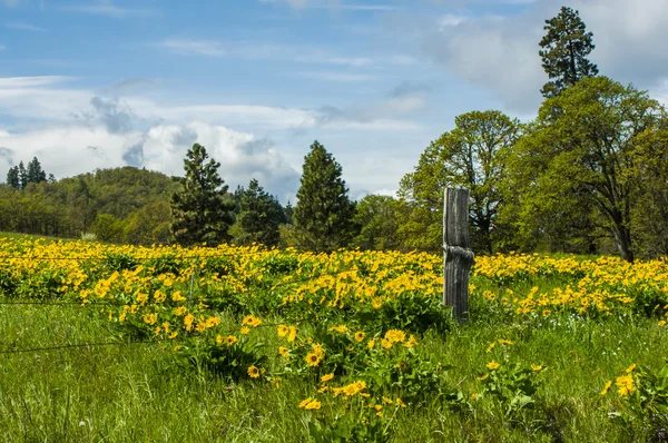 Balsamroot weide in bloei met gele bloemen — Stockfoto