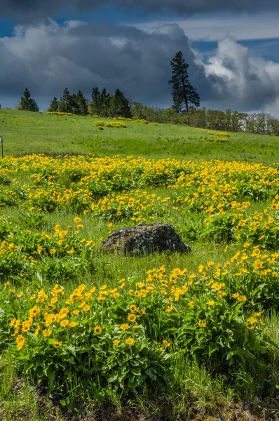 Balsamroot weide in bloei met gele bloemen — Stockfoto