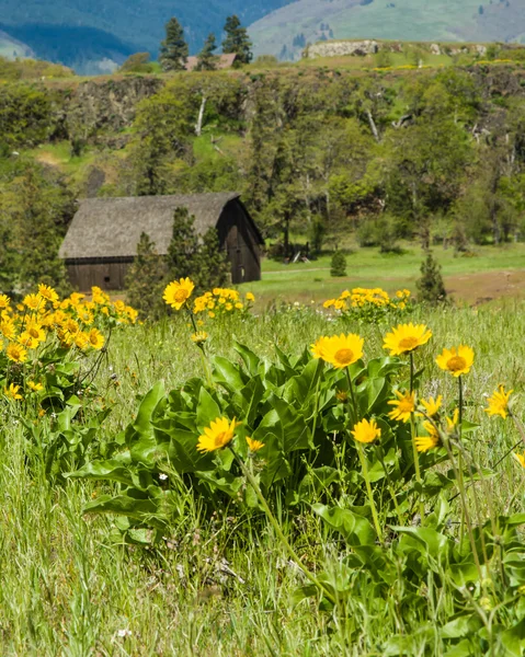Rural schuur met gele wilde bloemen — Stockfoto