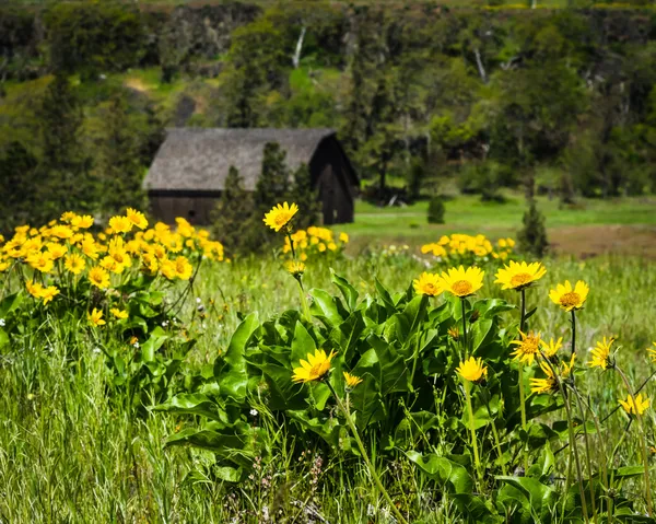 Venkovské stodoly s žlutými květy — Stock fotografie