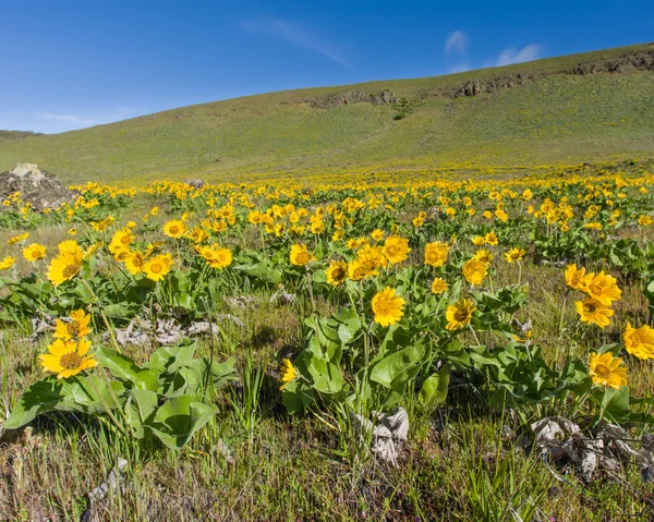 Wildflower meadow met inheemse planten — Stockfoto