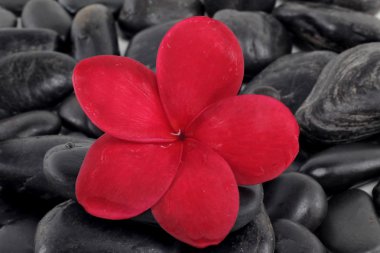 Kırmızı frangipani çiçek taşlarla Zen
