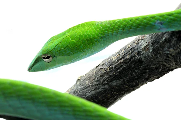 Ruwe Snake, green snake geïsoleerd op wit — Stockfoto