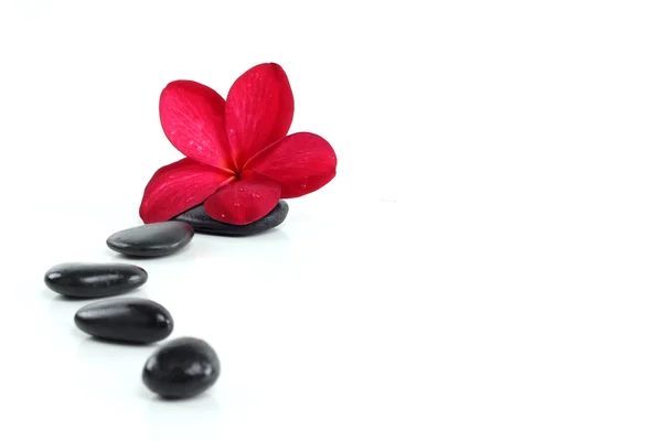 Zen stones with red frangipani flower and text space on white — Stock Photo, Image