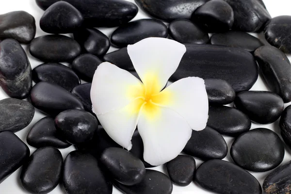 Beyaz frangipani çiçekli Zen taşları — Stok fotoğraf
