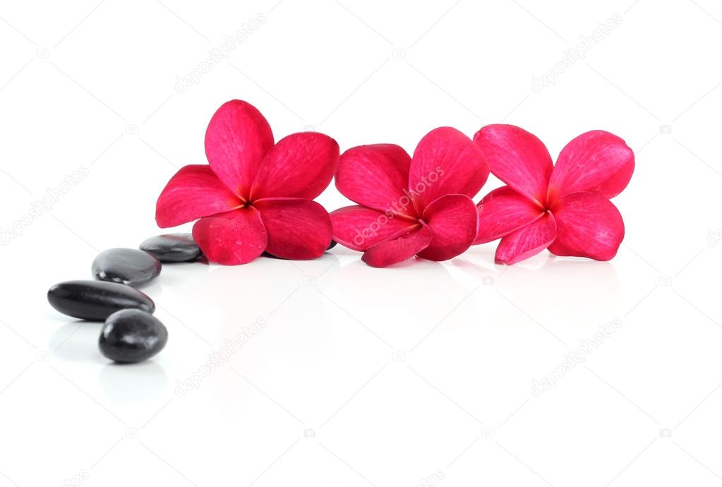 Zen stones with red frangipani flower and text space on white
