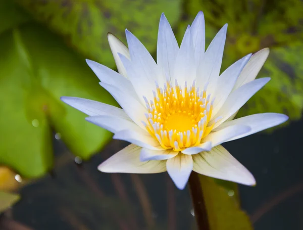 Weißer Lotus — Stockfoto