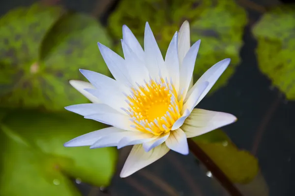 Weißer Lotus — Stockfoto