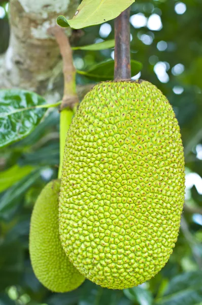 Gröna jackfrukter — Stockfoto