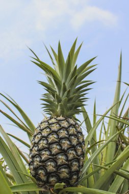 ananas ekimi