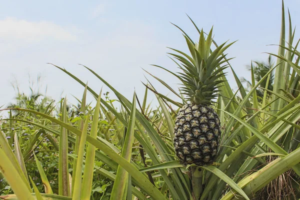 Ananasové plantáže — Stock fotografie